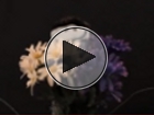 Click to play The Tuft of Flowers